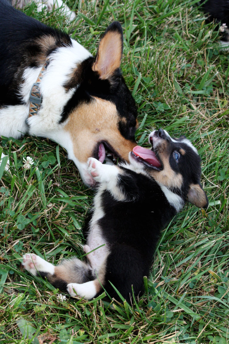 About Our Puppies Cross D Ranch